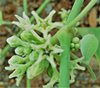 Image of Leptadenia reticulata plant